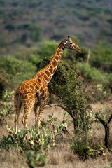 Reticulated giraffe stands staring beside bush