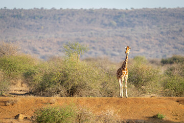 Reticulated giraffe stands on sunlit earth bank
