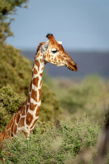 Close-up of reticulated giraffe standing in bushes