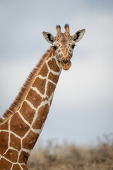 Fototapeta premium Close-up of reticulated giraffe looking towards camera