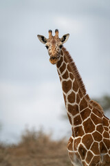 Close-up of reticulated giraffe staring at camera
