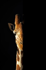 Close-up of reticulated giraffe lit from side