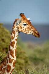 Fototapeta premium Close-up of reticulated giraffe looking toward camera