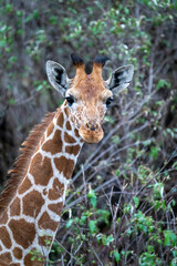 Close-up of reticulated giraffe gazing towards camera