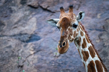 Close-up of reticulated giraffe feeding near rockface