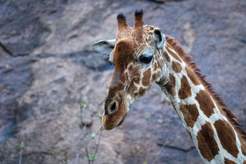Close-up of reticulated giraffe feeding by rockface