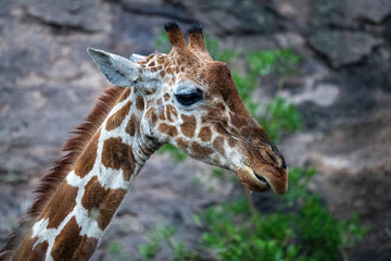 Close-up of reticulated giraffe feeding by bushes
