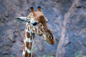 Close-up of reticulated giraffe feeding beside rockface