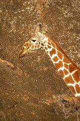 Obraz premium Close-up of reticulated giraffe against rock face