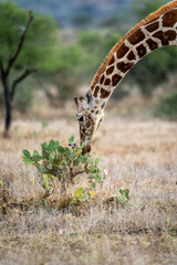 Close-up of reticulated giraffe bending to cactus