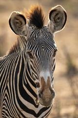 Fototapeta na wymiar Close-up of Grevy zebra staring towards camera