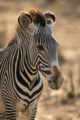 Fototapeta na wymiar Close-up of Grevy zebra standing in savannah
