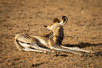 Obraz na płótnie Canvas Baby Grevy zebra lies on stony ground