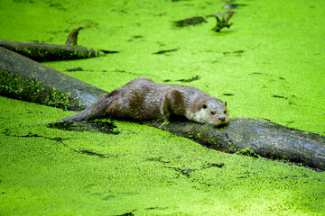 Eurasian otter - Lutra lutra