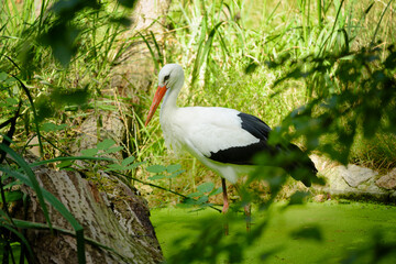 White Stork - Ciconia Ciconia