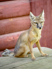 Corsac Fox - Vulpes corsac