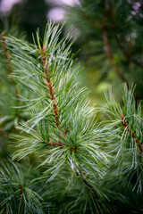 Korean pine branches at sunlight. Selective focus. Shallow depth of field.