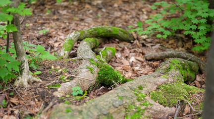Fototapeta na wymiar Tree roots in summer forest. Selective focus.