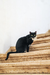 Fototapeta na wymiar 古風な階段に佇むローマの黒猫