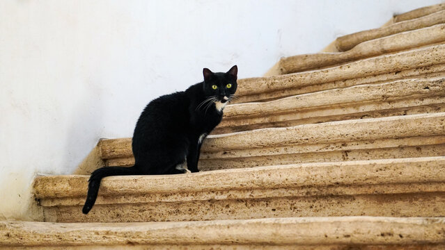 どら猫 の画像 9 848 件の Stock 写真 ベクターおよびビデオ Adobe Stock