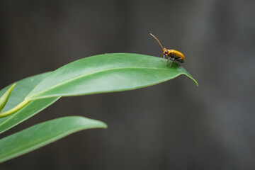 A small insect that forages on green grass in the evening.