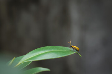 A small insect that forages on green grass in the evening.