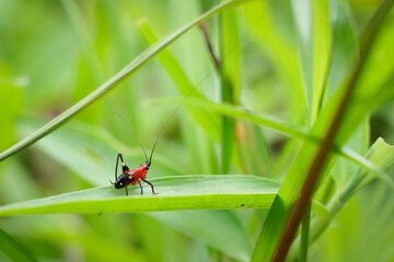 A small insect that forages on green grass in the evening.
