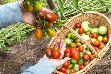 Farmer hands with fresh ripe red cherry tomatoes in garden closeup. Tomato plant, harvest in basket. Organic gardening, farming