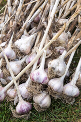 Garlic. Bunch of fresh raw organic garlic harvest with roots on grass in garden close up