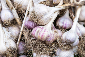 Garlic close up background, texture. Bunch of fresh raw dirty organic garlic harvest with roots, macro