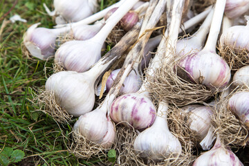Garlic. Bunch of fresh raw dirty organic garlic harvest on grass in garden close up