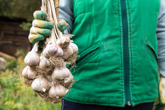 Harvesting garlic in the garden. Farmer hands in gloves with bunch of freshly harvested garlic, organic farming concept