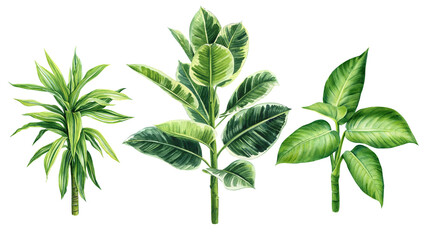 Obraz premium Tropical set. Palms, Dracaena and ficus isolated white background, Jungle botanical Watercolor illustration