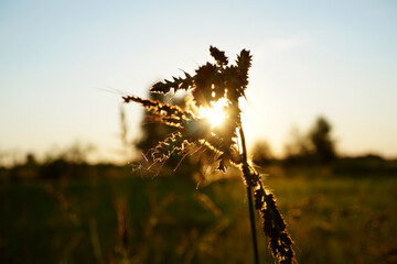 evening sun caught by a plant
