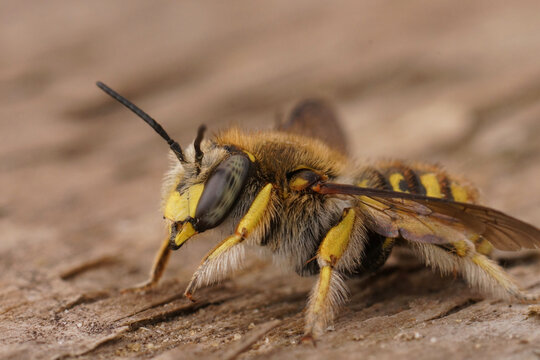 Detailed facial view on a European wooldcarder bee, Anthidium manicatum sitting on awood