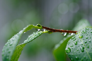 雨の日に葉っぱに水玉ができる