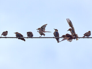 starling birds on the branch