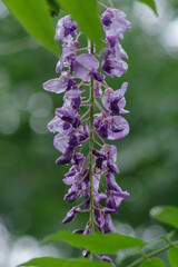 7月に咲く藤の花が雨に濡れる