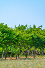 나무와 하늘 자연 경관