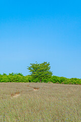 나무와 하늘 자연 경관