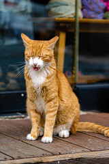 귀여운 길 고양이