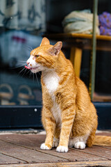 귀여운 길 고양이