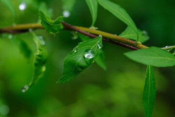 雨の赤坂の街の葉っぱに水玉ができている