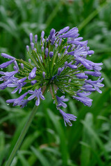 アガパンサスが雨に濡れる
