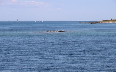 Obraz premium Birds on the sea