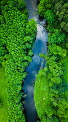Aerial view of stunning forest and river in summer, Poland