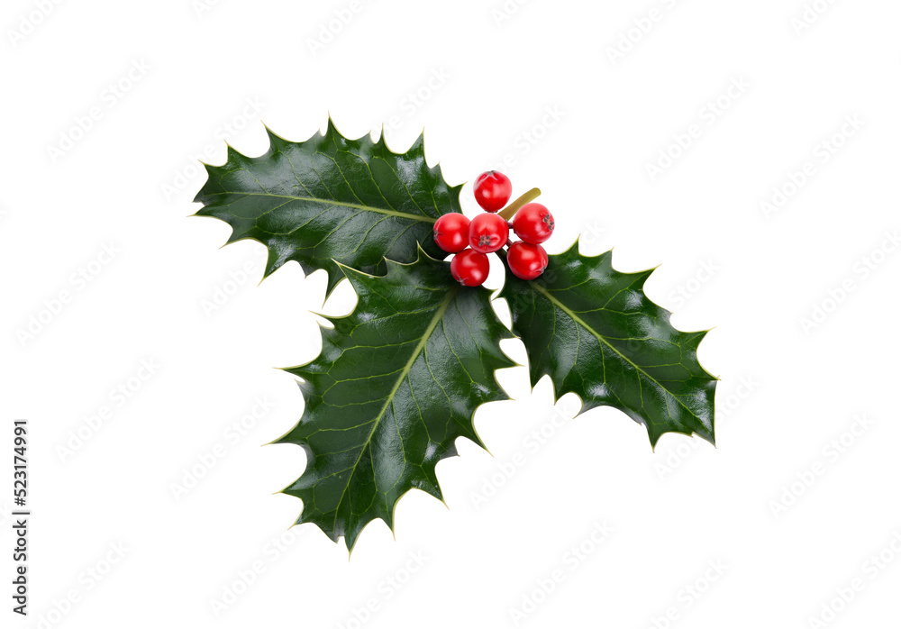 Wall mural a sprig, three leaves, of green holly and red berries for christmas decoration isolated against a tr