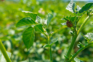 Colorado beetle on potato leaves - selective focus The Colorado potato beetles (Leptinotarsa decemlineata) also known as the Colorado beetle destroy potato plants and cause huge damage to farms