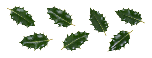 A collction of medium sized green spiky holly leaves for Christmas decoration isolated against a transparent background.