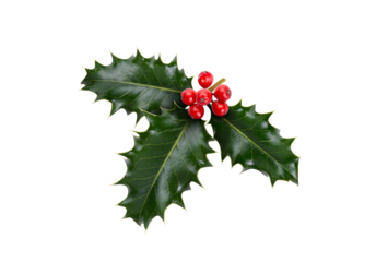 A sprig, three leaves, of green holly and red berries for Christmas decoration isolated against a transparent background.